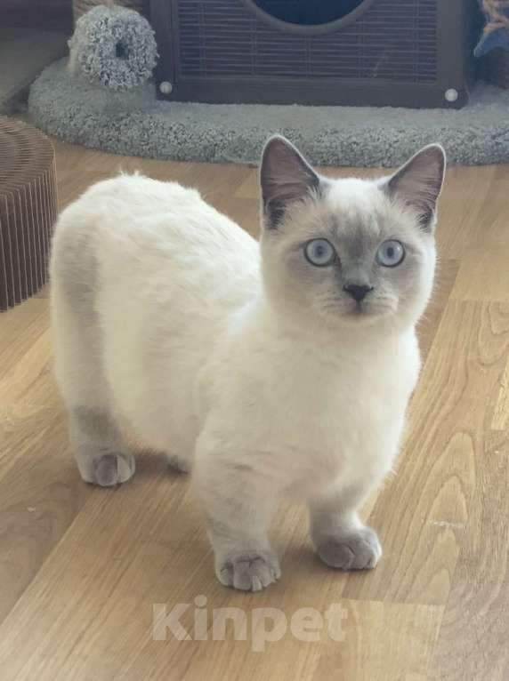 Кошки в Москве: Манчкин Девочка, 70 000 руб. - фото 1