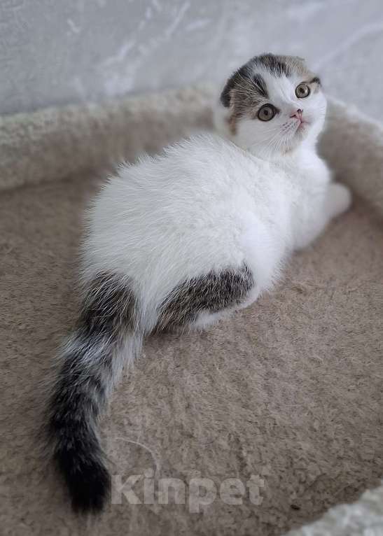 Кошки в Ярославле: Шотландский вислоухий короткошерстный малыш Мальчик, 35 000 руб. - фото 8