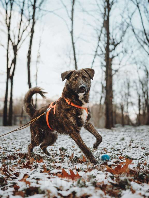Собаки в Москве: Роскошный Элвин ищет дом! Мальчик, Бесплатно - фото 9