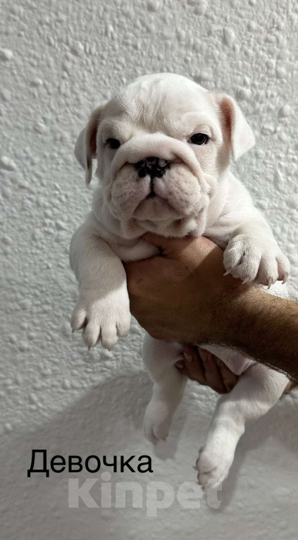 Собаки в Бузулуке: Продам щенков Английского бульдога Мальчик, Бесплатно - фото 3