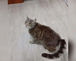 Кошки в Казани: Молодой котик Мальчик, Бесплатно - фото 1