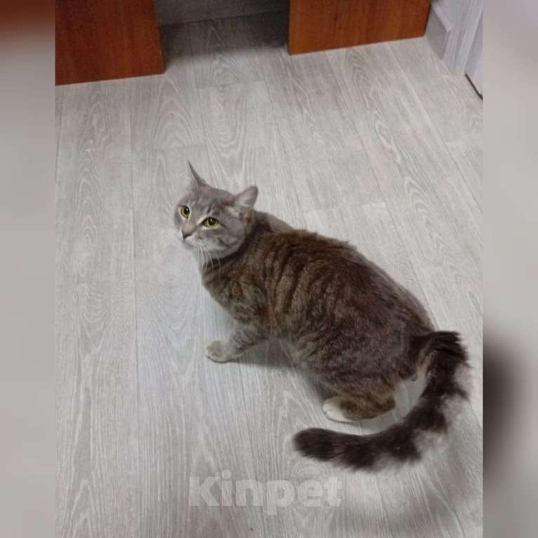 Кошки в Казани: Молодой котик Мальчик, Бесплатно - фото 1