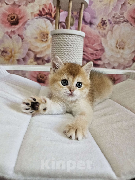 Кошки в Саратове: Шотландский прямоухий котенок Мальчик, 45 000 руб. - фото 4