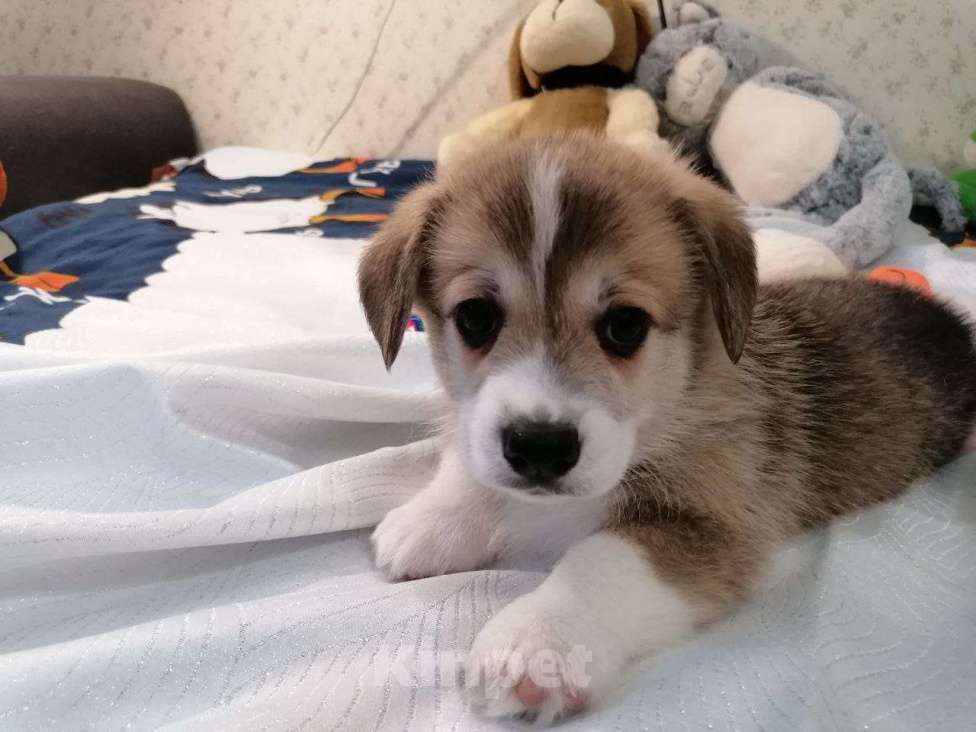 Собаки в Новосибирске: Бронирование корги пемброк Девочка, 80 000 руб. - фото 2