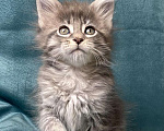 Кошки в Жердевке: Подарок на Новый год котенок Мейн-кун, 20 000 руб. - фото 1