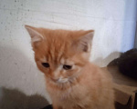 Кошки в Усолье: Золотой котик, приносит удачу и достаток, 500 руб. - фото 3