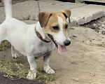 Собаки в Кинели: Джек Рассел щенки, 9 999 руб. - фото 1
