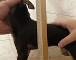 Собаки в Москве: Купить щенка той-терьера, РКФ, шоколадки. Мальчик, 45 000 руб. - фото 2