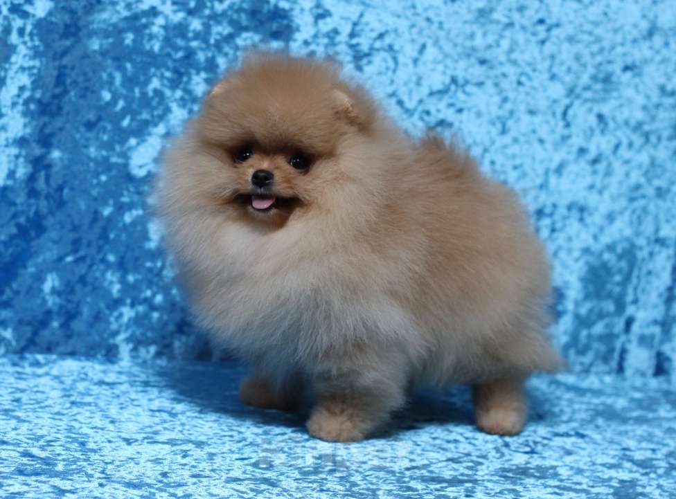 Собаки в Москве: Оранжевый мальчик Мальчик, Бесплатно - фото 5