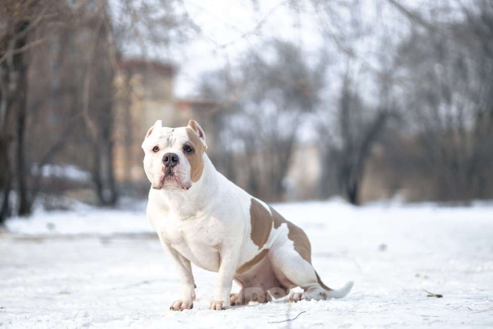 Собаки в Воронеже: Американский булли вязка Мальчик, 80 000 руб. - фото 4