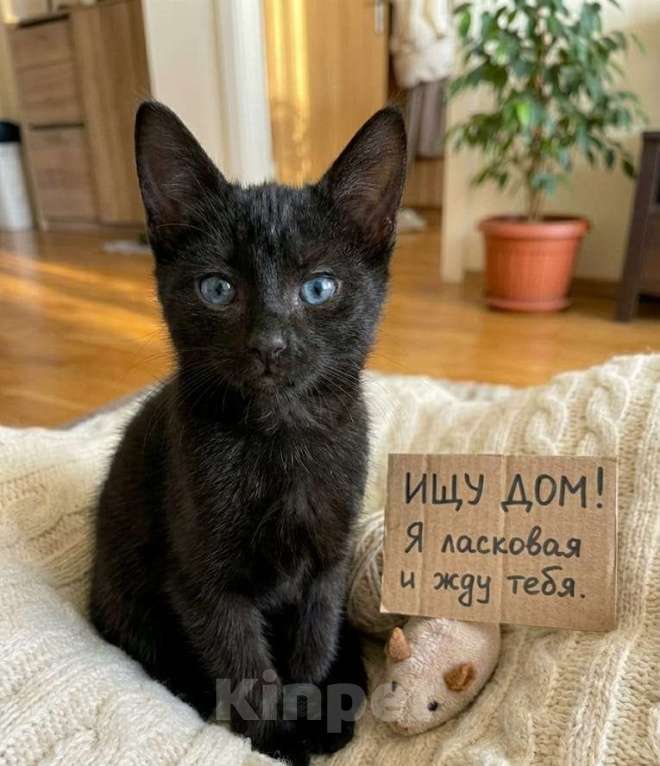 Кошки в Москве: Ласковый котенок в добрые руки Девочка, 300 руб. - фото 1