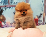 Собаки в Омске: Мальчик померанского шпица Мальчик, Бесплатно - фото 1