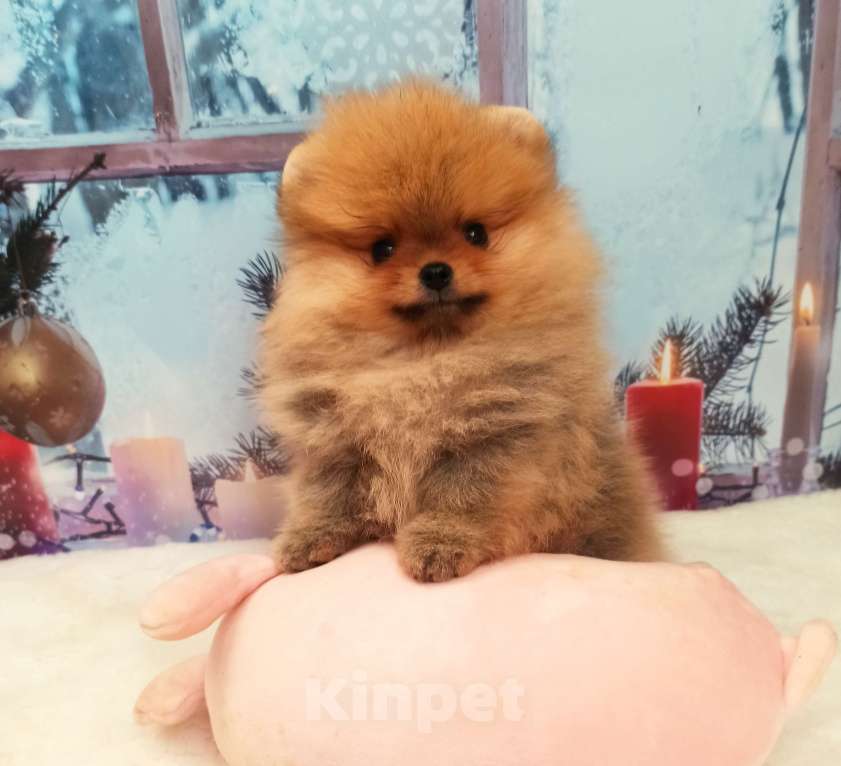 Собаки в Омске: Мальчик померанского шпица Мальчик, Бесплатно - фото 1