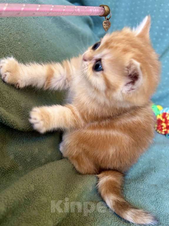 Кошки в Москве: Золотая мраморная шиншилла Девочка, 80 000 руб. - фото 4