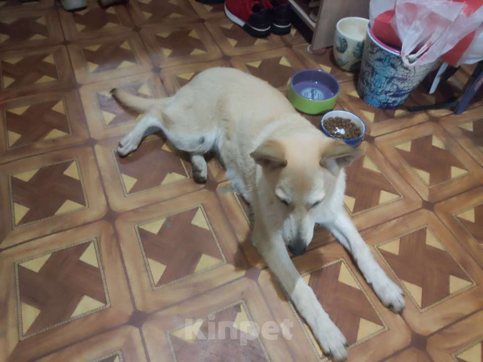 Собаки в других городах Московской области: Отдам игривого и очень доброго щенка по кличке Айда  Девочка, Бесплатно - фото 3