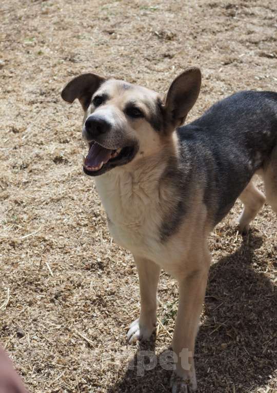 Собаки в Люберцах: Ищет дом чудесный Малыш Мальчик, Бесплатно - фото 3