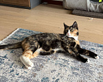 Кошки в Москве: Котенок Яшма Девочка, Бесплатно - фото 1