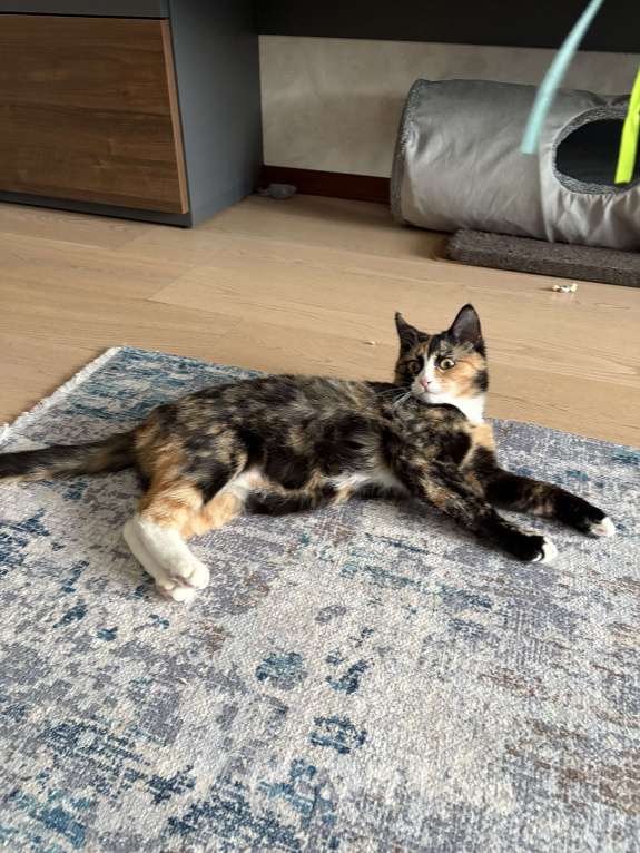 Кошки в Москве: Котенок Яшма Девочка, Бесплатно - фото 1