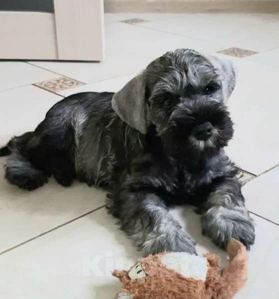 Собаки в Москве: Щенок цвергшнауцера Девочка, Бесплатно - фото 1