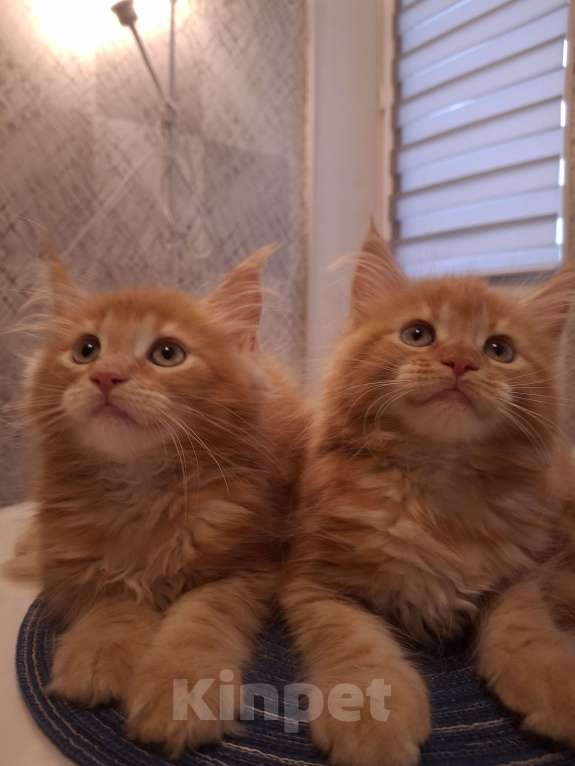 Кошки в Нижнем Новгороде: Мейн- кун котята с родословной Мальчик, Бесплатно - фото 2