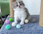 Кошки в Тюмени: Шотландские прямоухие Девочка, 15 000 руб. - фото 4