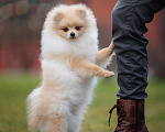 Собаки в Москве: щенок померанского шпица, мальчик Мальчик, 45 000 руб. - фото 2