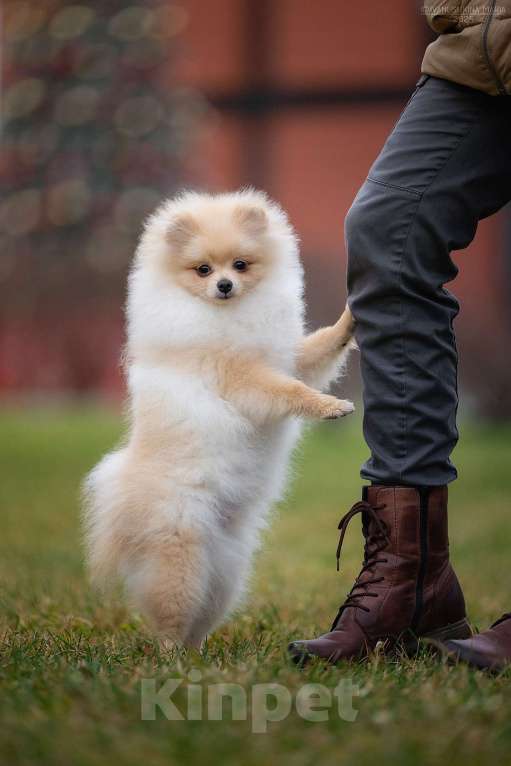 Собаки в Москве: щенок померанского шпица, мальчик Мальчик, 45 000 руб. - фото 2