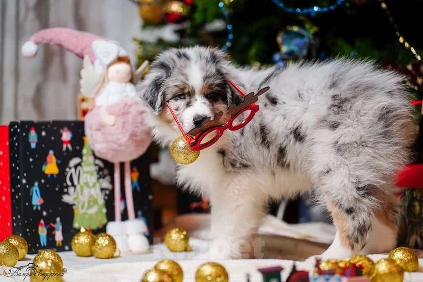 Собаки в Воронеже: Австралийская овчарка щенок Мальчик, 60 000 руб. - фото 3