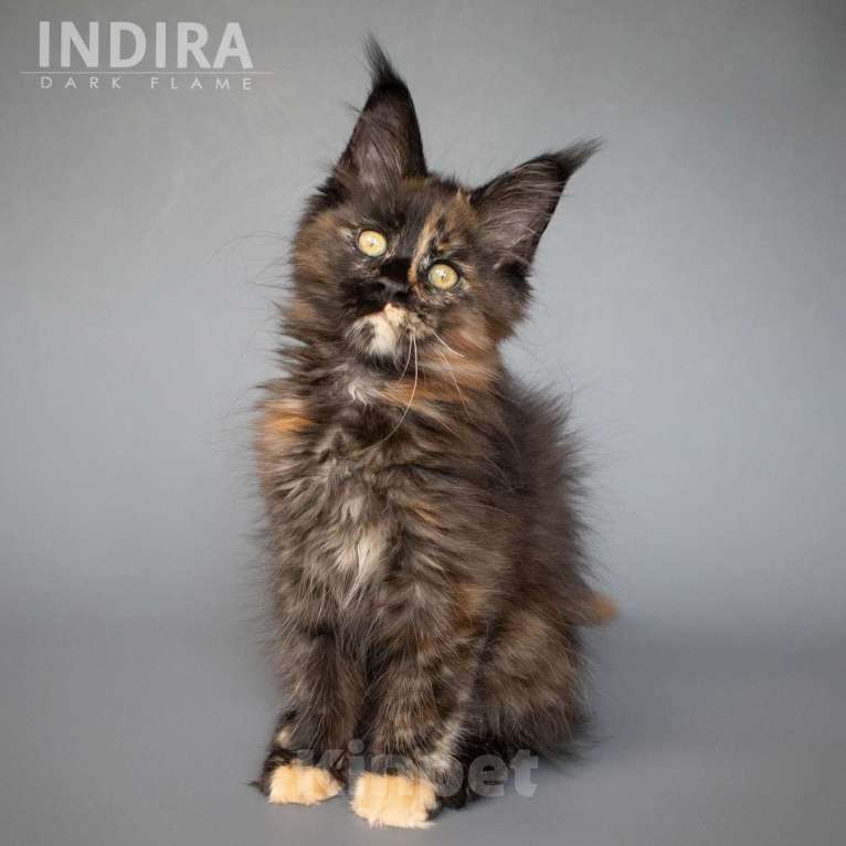 Кошки в других городах Воронежской области: Indira Drak Flame Девочка, 50 000 руб. - фото 2