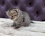 Кошки в Вологде: Шотландская кошечка табби прямоухая Девочка, 8 000 руб. - фото 3