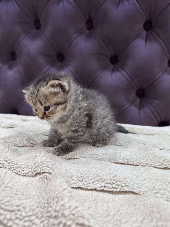 Кошки в Вологде: Шотландская кошечка табби прямоухая Девочка, 8 000 руб. - фото 3