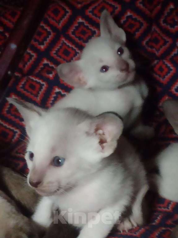 Кошки в Острогожске: Сиамская, 12 000 руб. - фото 1
