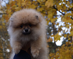 Собаки в Москве: Мальчик- шикарный шпиц Мальчик, 30 000 руб. - фото 3