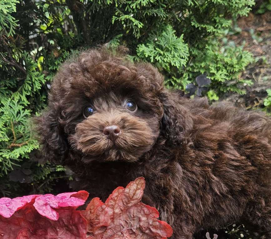 Собаки в Москве: Тина Девочка, 80 000 руб. - фото 2