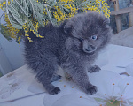 Собаки в других городах Тульской области: Щенки шпица померанского Мерле Разнополые, 30 000 руб. - фото 3