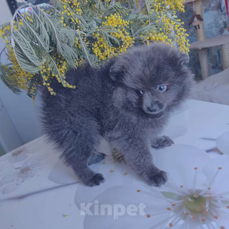 Собаки в других городах Тульской области: Щенки шпица померанского Мерле Разнополые, 30 000 руб. - фото 3