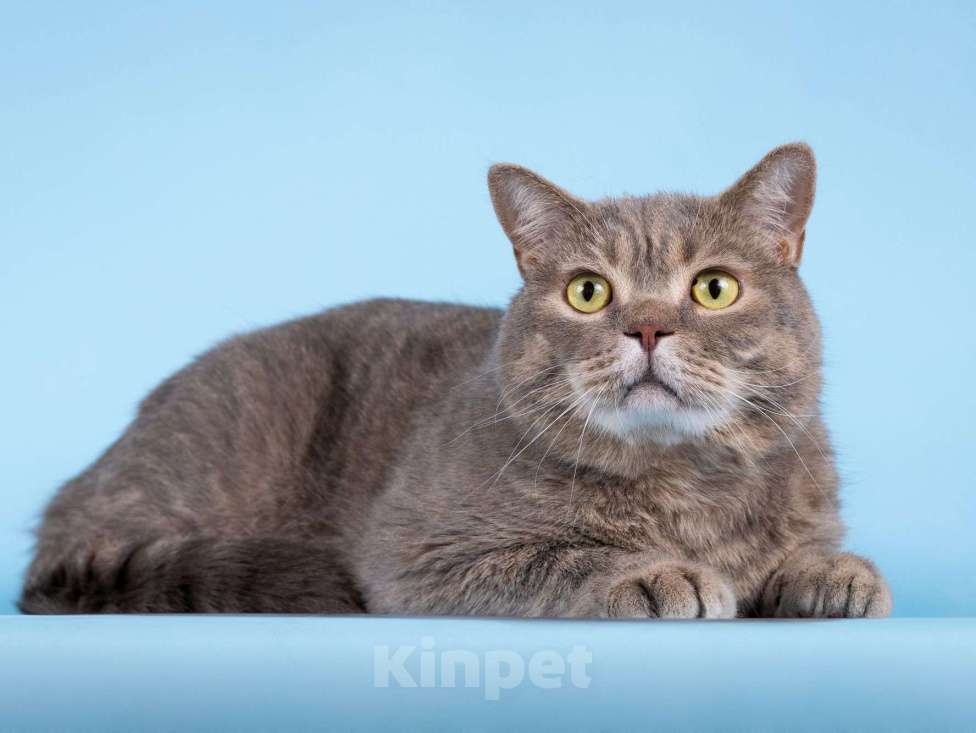 Кошки в Москве: Нежный ласковый котик Митенька в добрые руки Мальчик, Бесплатно - фото 3