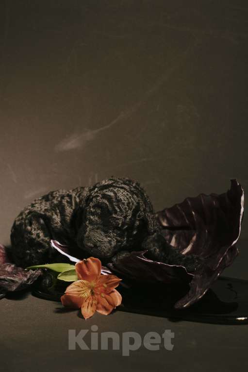 Собаки в Москве: EKHIDNA Испанская Водяная собака Девочка, 180 000 руб. - фото 6