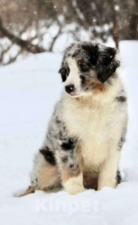 Собаки в других городах Московской области: Мальчик, мини-аусси Мальчик, 80 000 руб. - фото 3