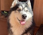 Собаки в Саратове: Симбирский Хаски, кличка Арчи Мальчик, Бесплатно - фото 2