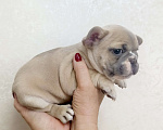 Собаки в Белореченске: Французский бульдог  Мальчик, 25 000 руб. - фото 4