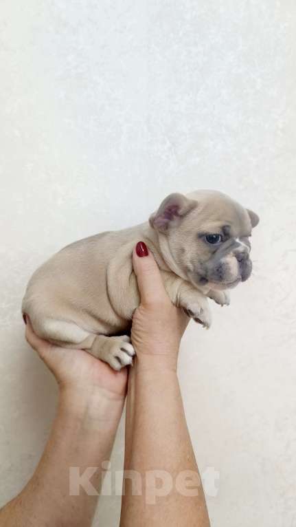 Собаки в Белореченске: Французский бульдог  Мальчик, 25 000 руб. - фото 4