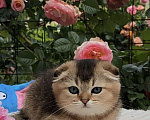 Кошки в Краснодаре: Котята Шотландская золотая шиншилла Девочка, 15 000 руб. - фото 1