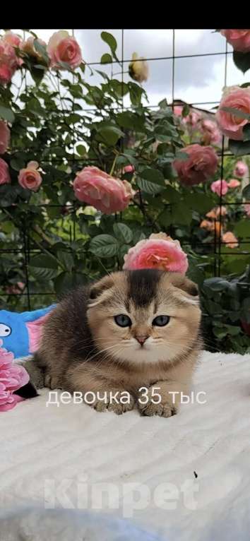 Кошки в Краснодаре: Котята Шотландская золотая шиншилла Девочка, 15 000 руб. - фото 1