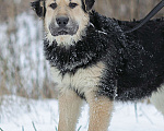 Собаки в Москве: Ваниль, щенок кудряшка из приюта Девочка, Бесплатно - фото 4