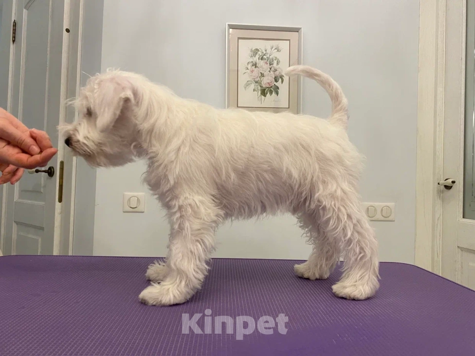 Собаки в Краснодаре: Щенки цвергшнауцер  Мальчик, Бесплатно - фото 1