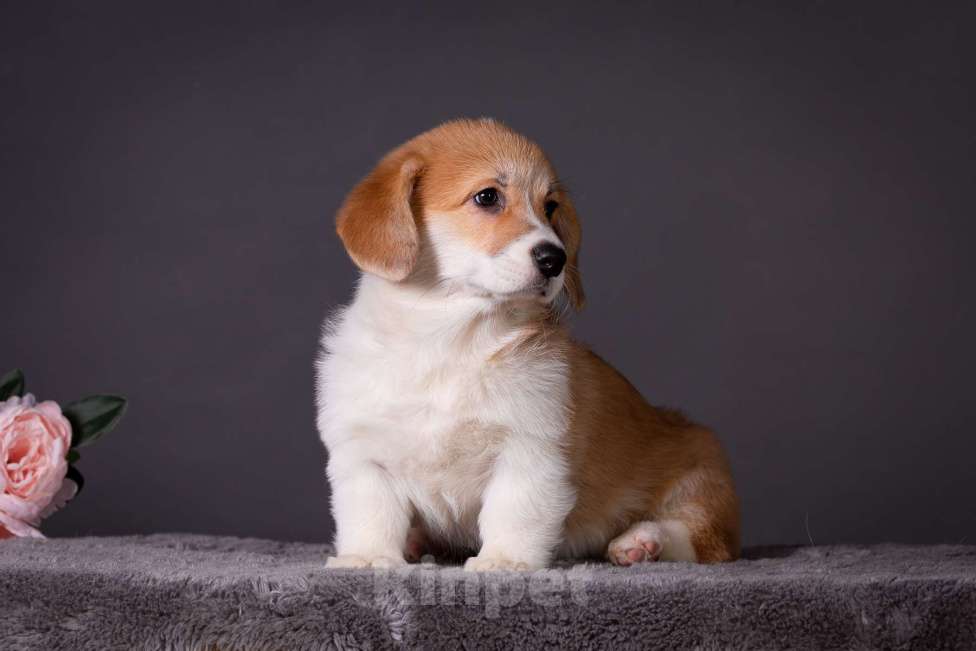 Собаки в Москве: Продам щенка вельш корги пемброк Девочка, 70 000 руб. - фото 6