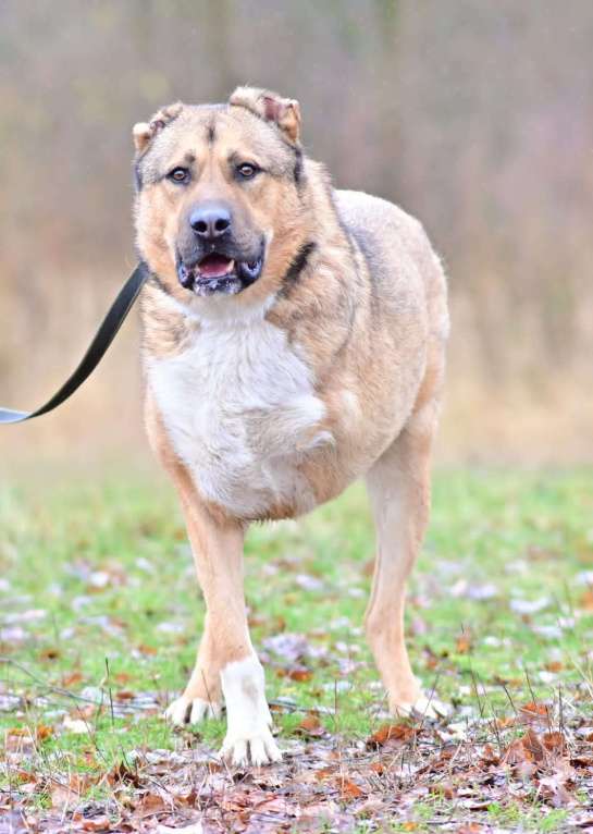 Собаки в Москве: алабай в добрые руки Мальчик, Бесплатно - фото 2