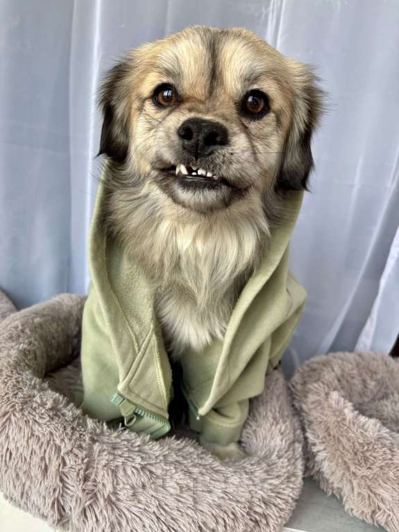 Собаки в Москве: маленькая собака в добрые руки Мальчик, Бесплатно - фото 3