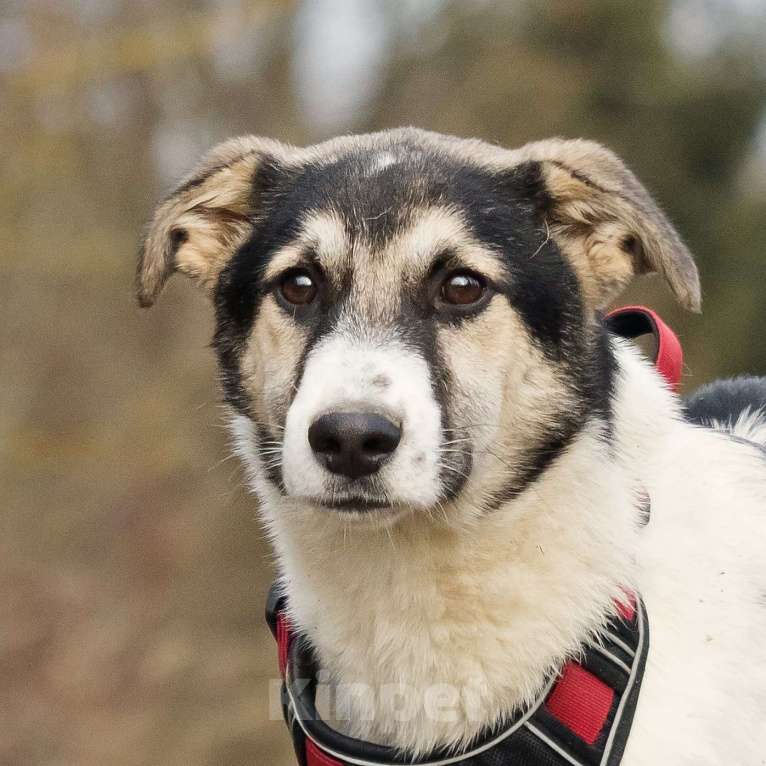 Собаки в Москве: Меня зовут Джерри, и я ищу семью, где буду любим и счастлив Мальчик, 10 руб. - фото 7